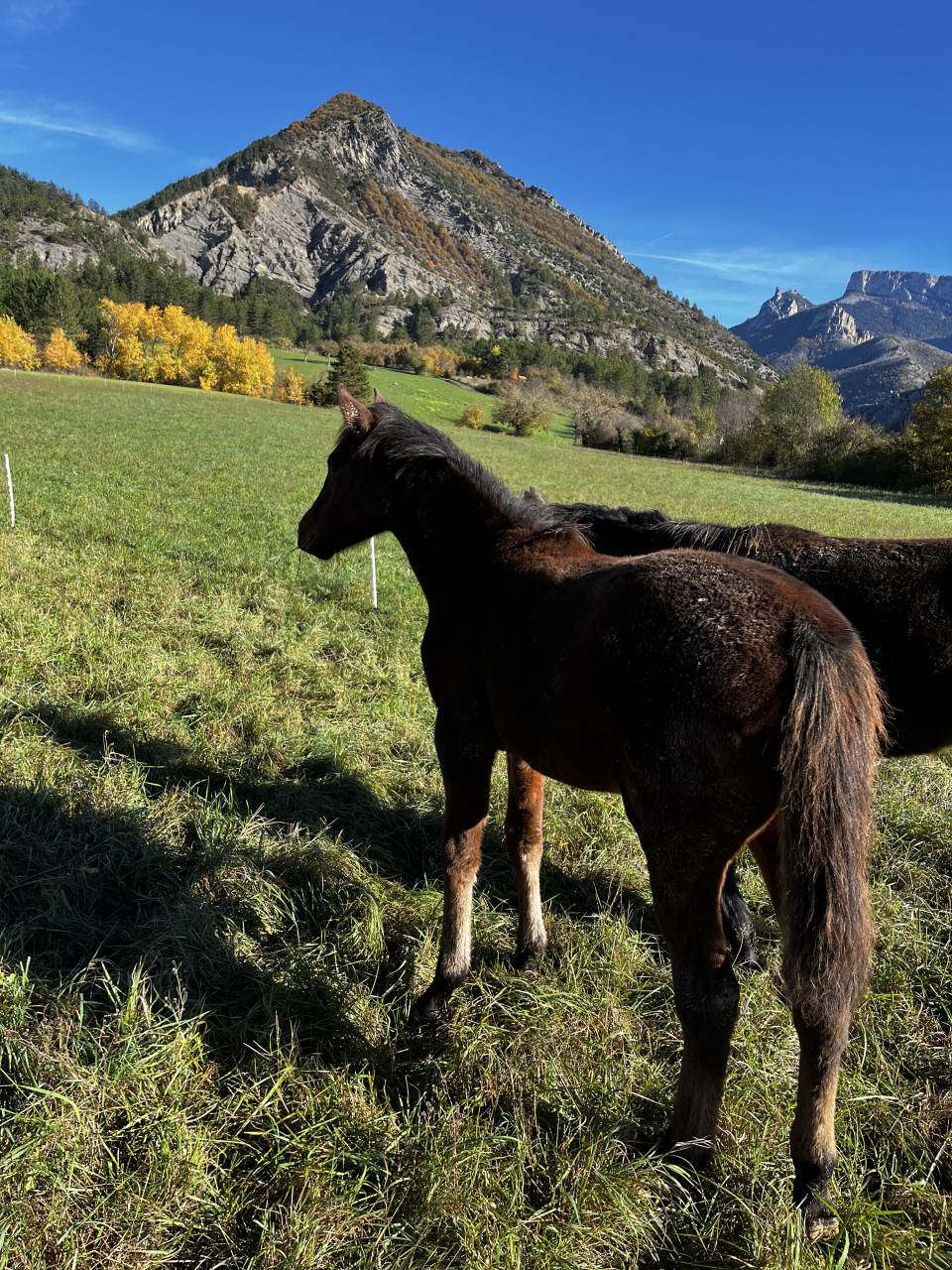 Puledra Origine non conosciuta  In vendita 2025 Baio ,  ETASUNI des COLLIERES
