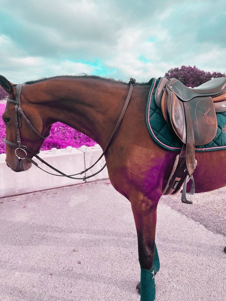 Cavalla Sella Francese In vendita 2022 Baio