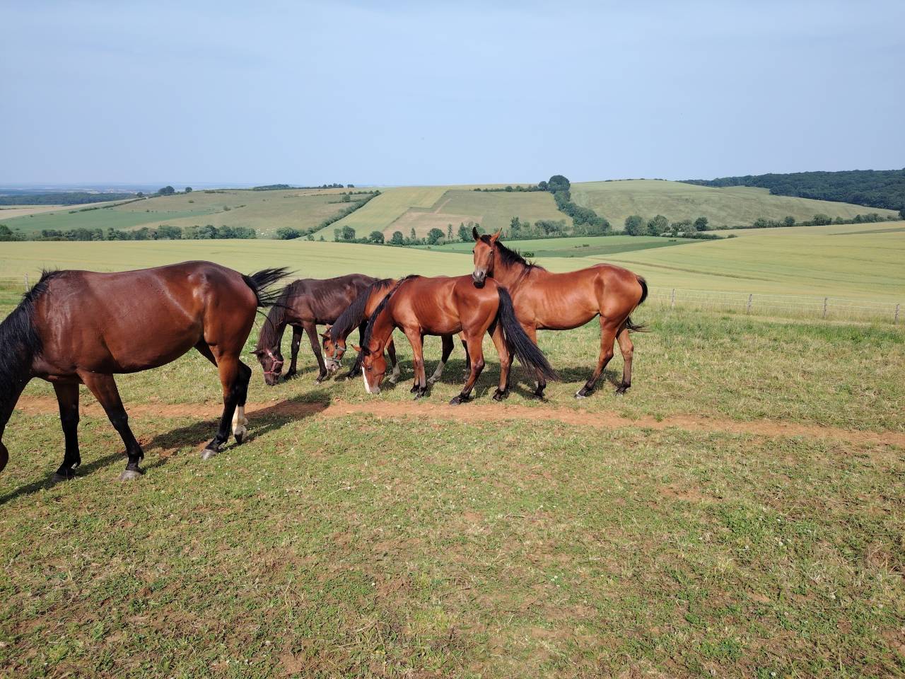 Puledra Sella Francese In vendita 2023 Baio ,  Uncognito bois margot