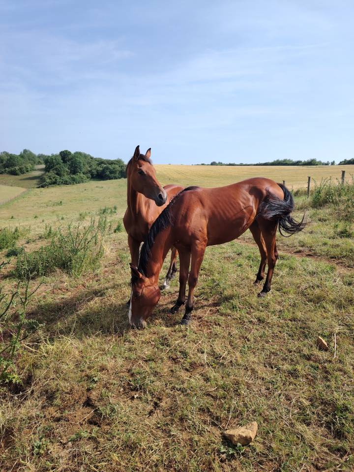 Puledra Sella Francese In vendita 2023 Baio ,  Uncognito bois margot