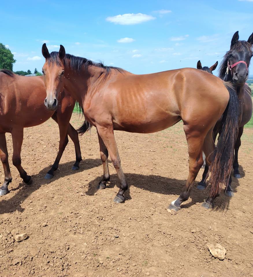 Puledra Sella Francese In vendita 2023 Baio ,  Uncognito bois margot