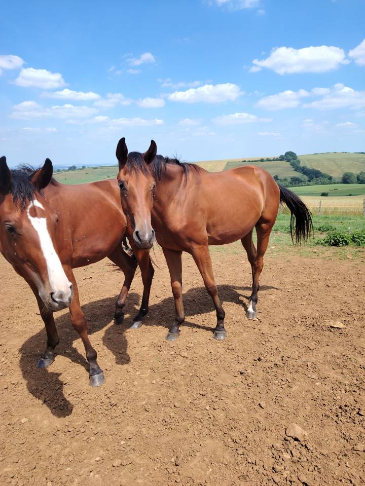Puledra Sella Francese In vendita 2023 Baio ,  Uncognito bois margot