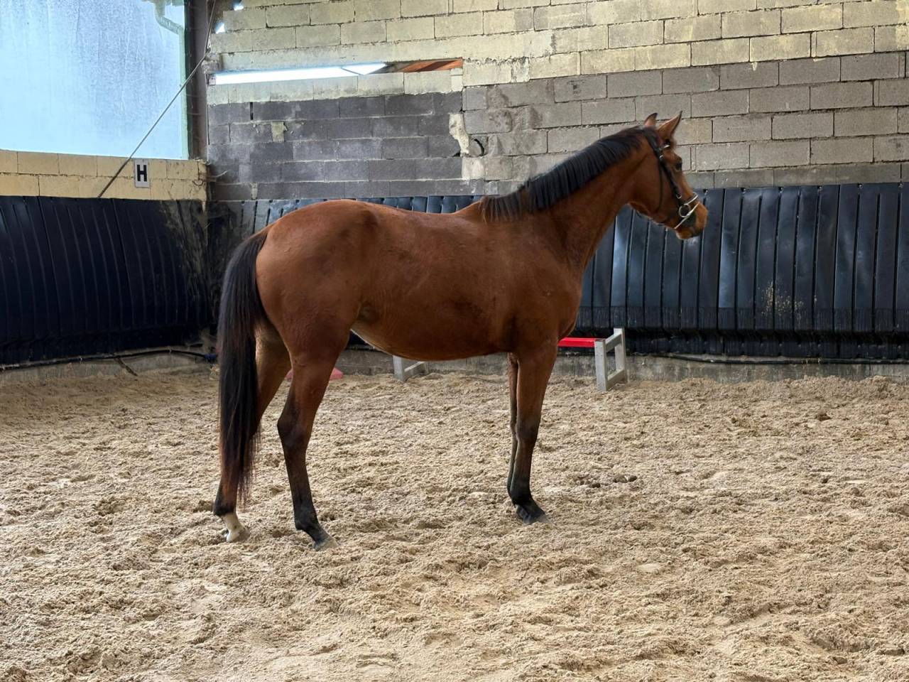 Puledra Sella Francese In vendita 2023 Baio ,  Uncognito bois margot