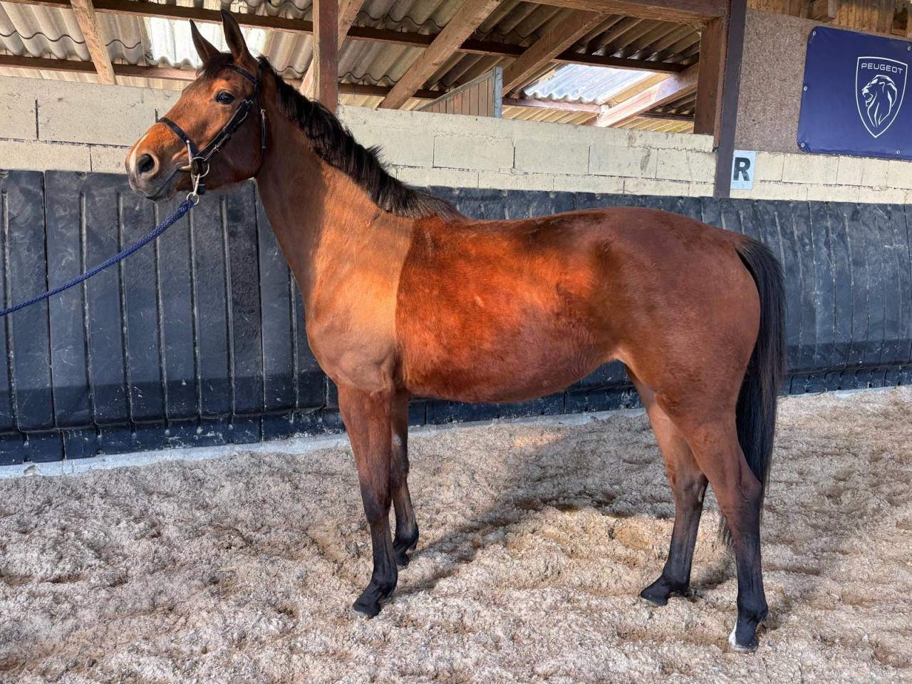 Puledra Sella Francese In vendita 2023 Baio ,  Uncognito bois margot