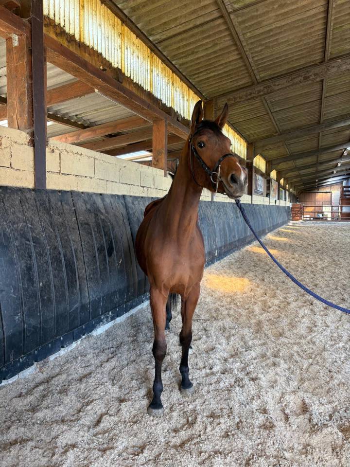 Puledra Sella Francese In vendita 2023 Baio ,  Uncognito bois margot