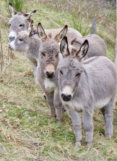 Asno Miniature In vendita 2023 Grigio