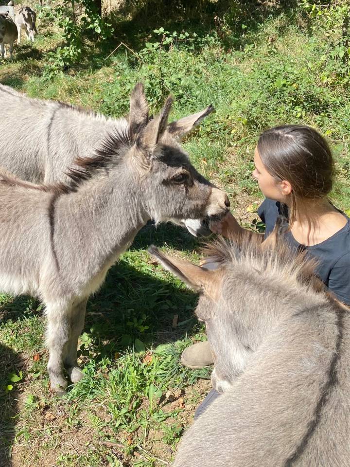 Asno Miniature In vendita 2023 Grigio