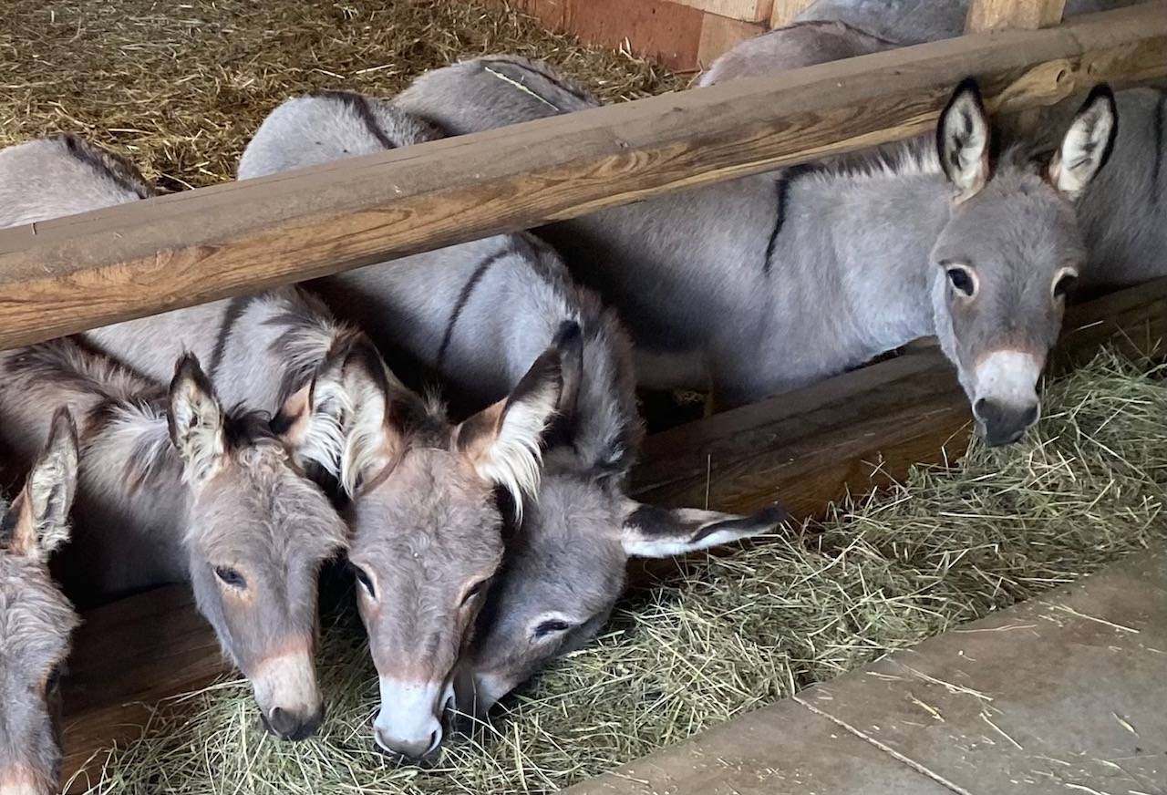 Asno Miniature In vendita 2023 Grigio