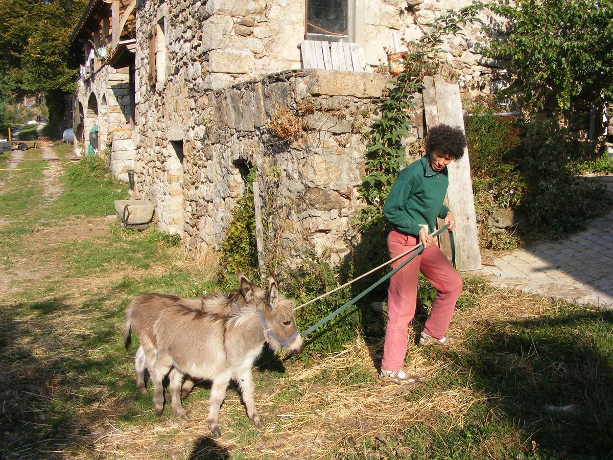 Asno Miniature In vendita 2023 Grigio