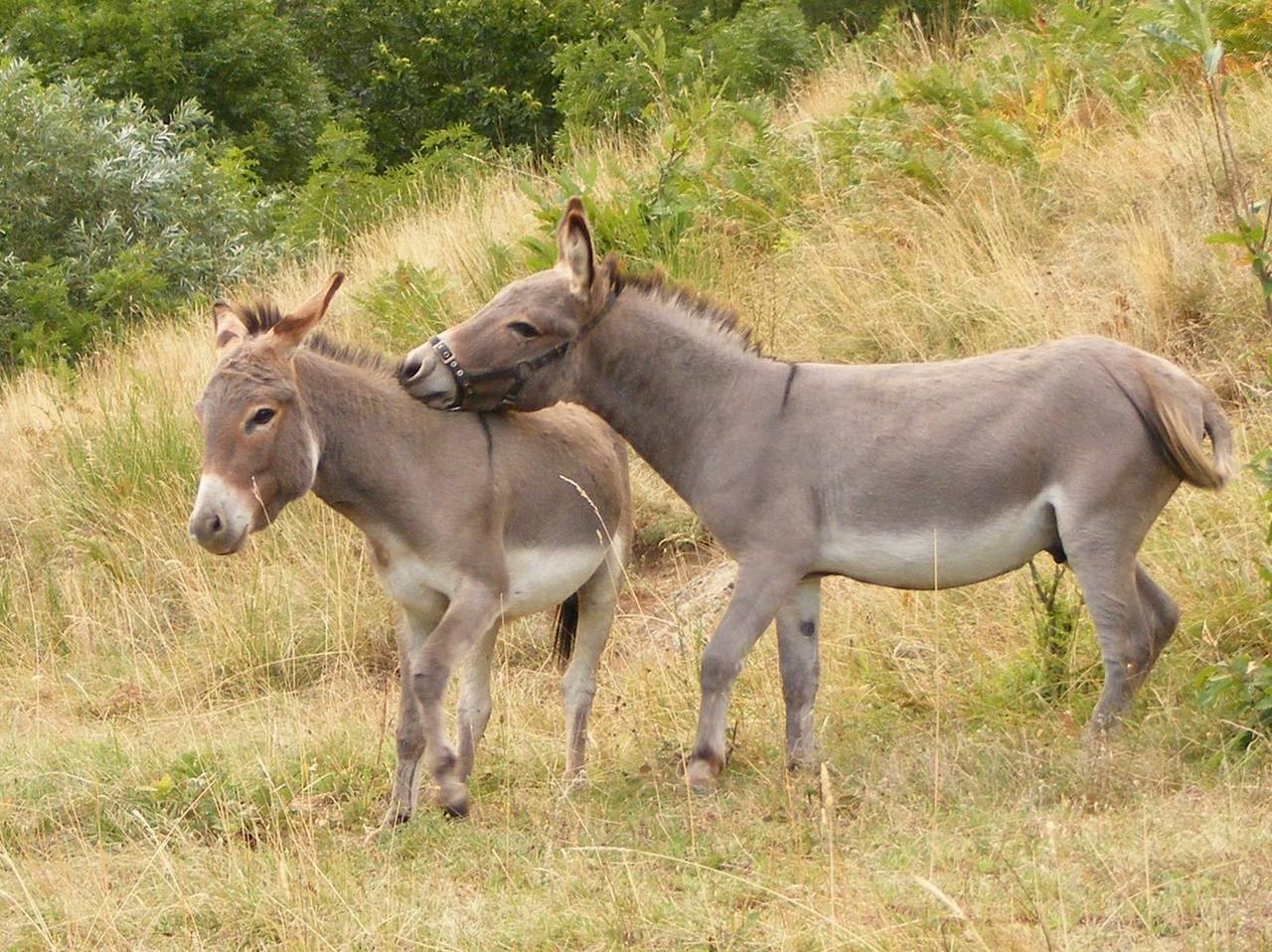 Asno Miniature In vendita 2023 Grigio