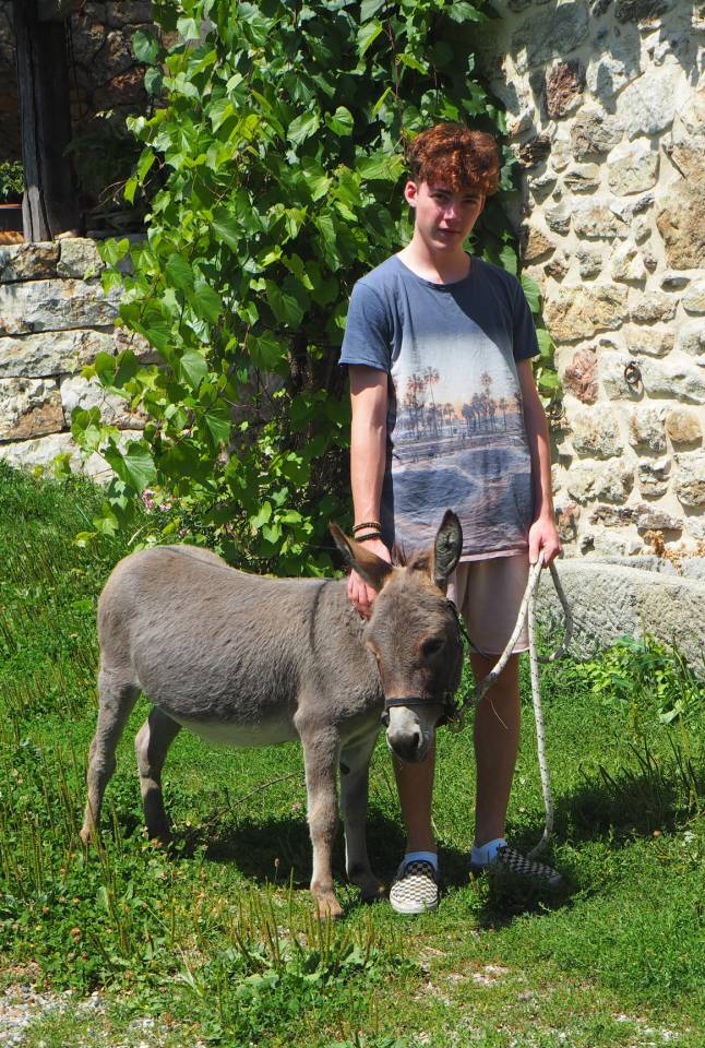 Asno Miniature In vendita 2023 Grigio