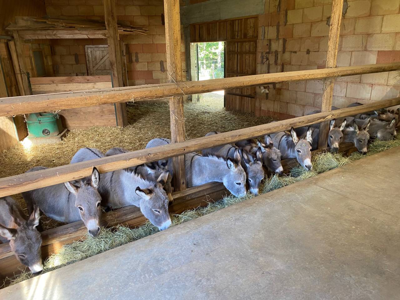 Asno Miniature In vendita 2023 Grigio