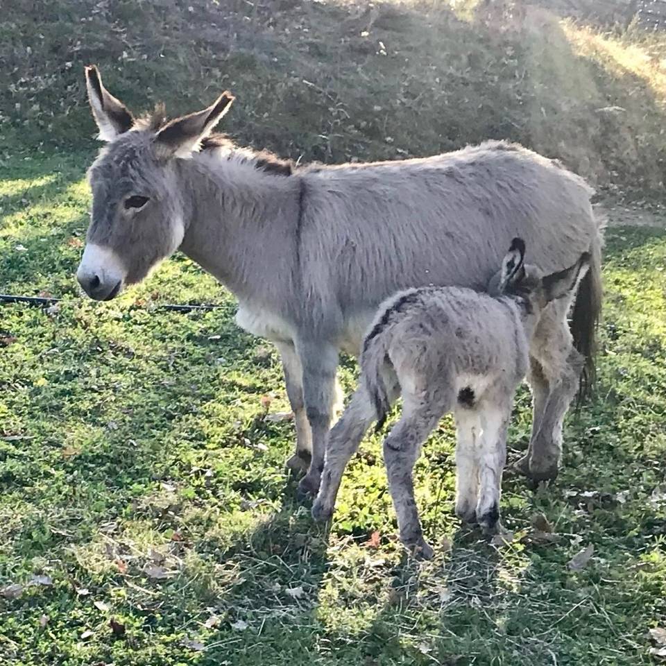 Asno Miniature In vendita 2023 Grigio