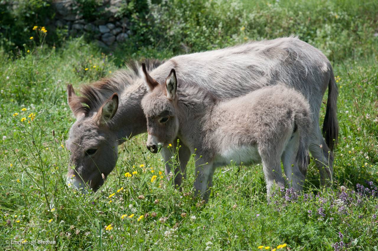 Asno Miniature In vendita 2023 Grigio