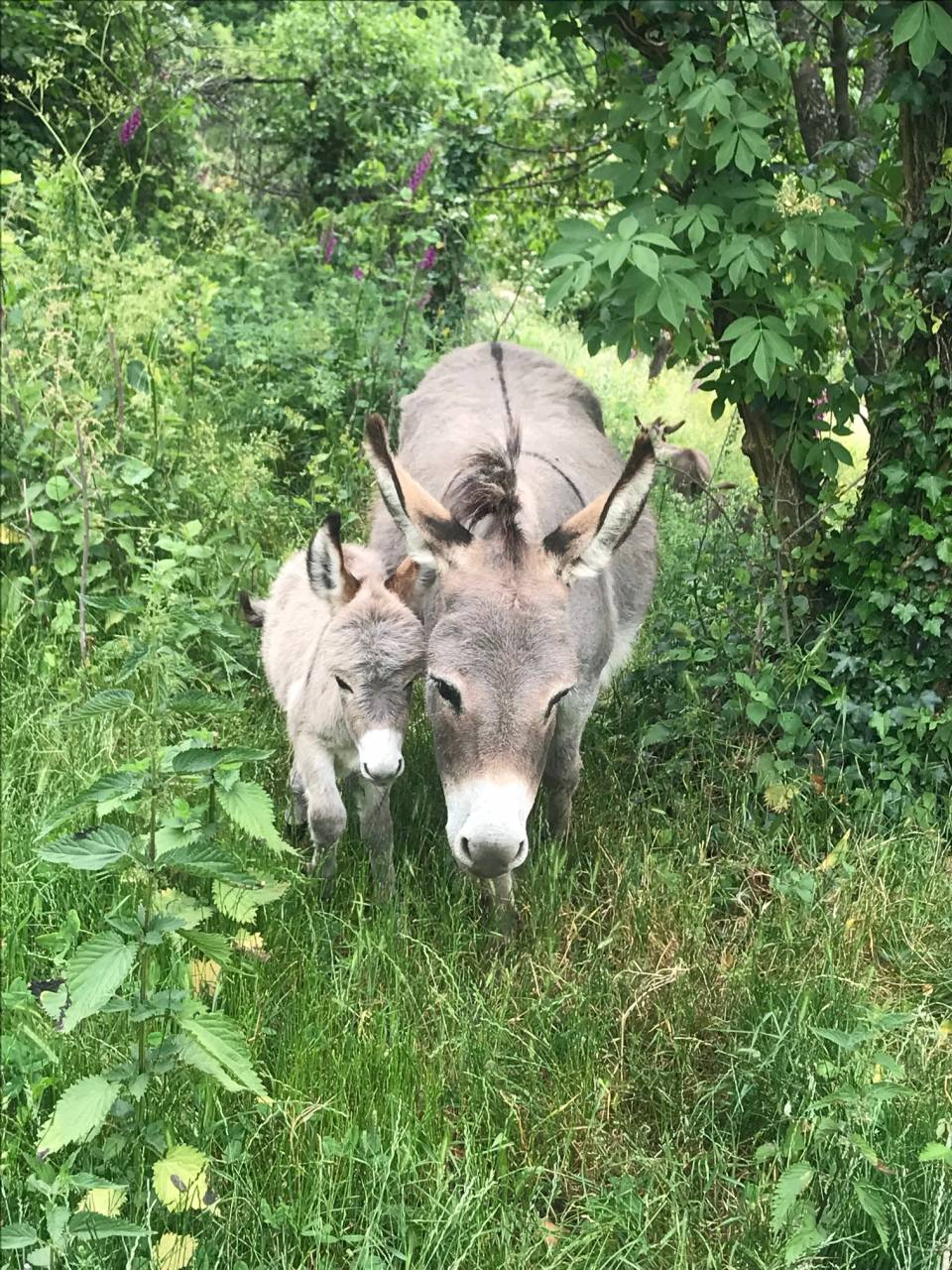 Asno Miniature In vendita 2023 Grigio