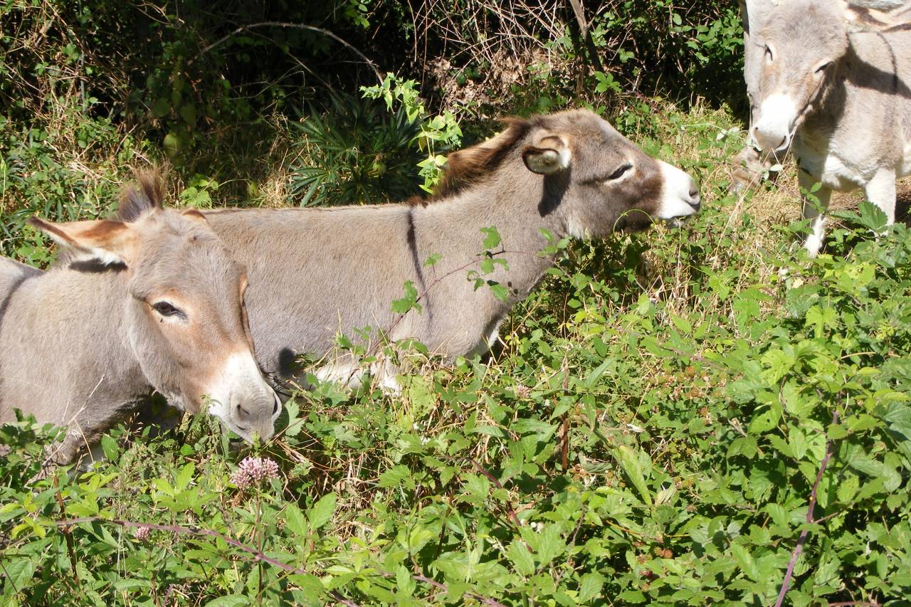 Asno Miniature In vendita 2023 Grigio