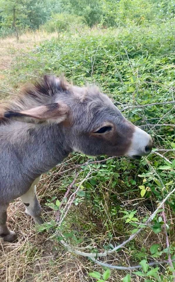 Asno Miniature In vendita 2023 Grigio