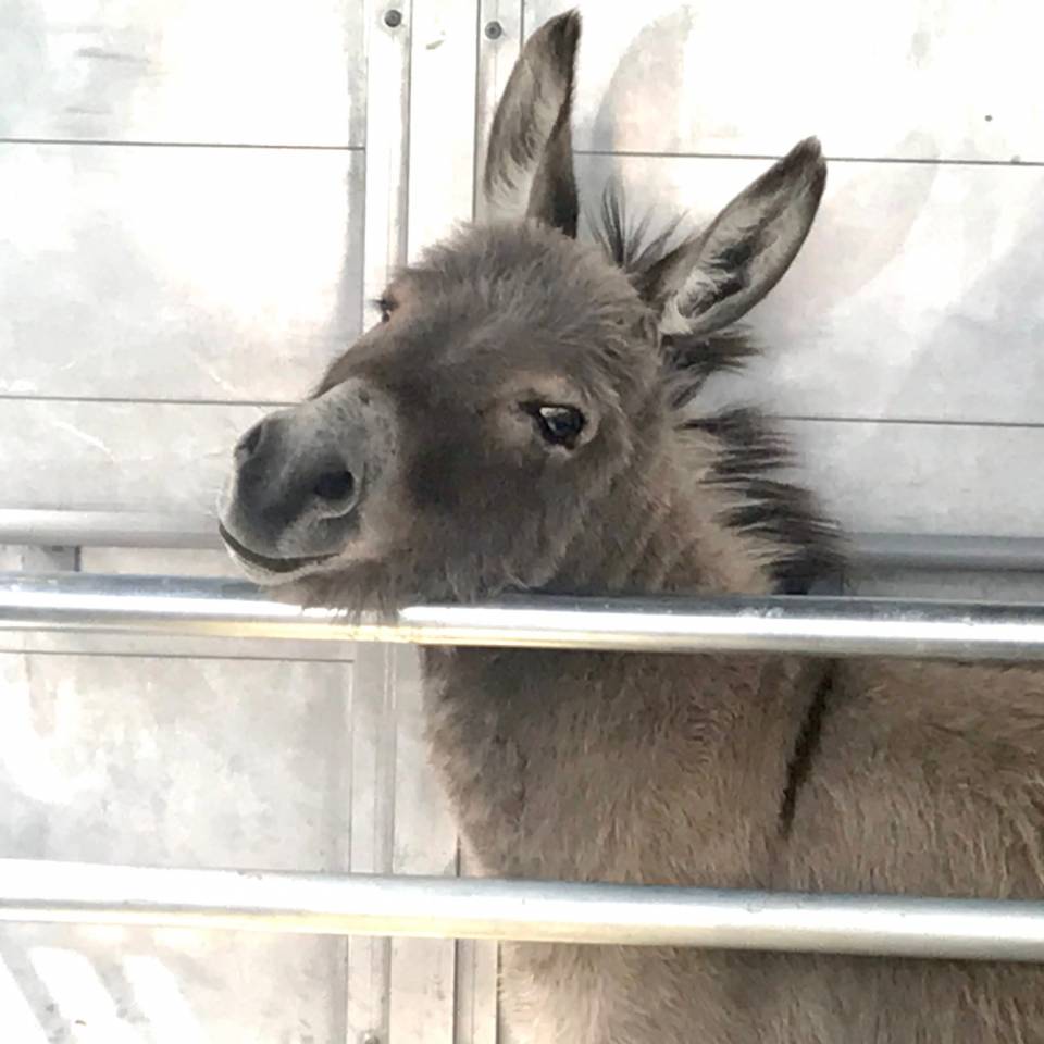 Asno Miniature In vendita 2023 Grigio