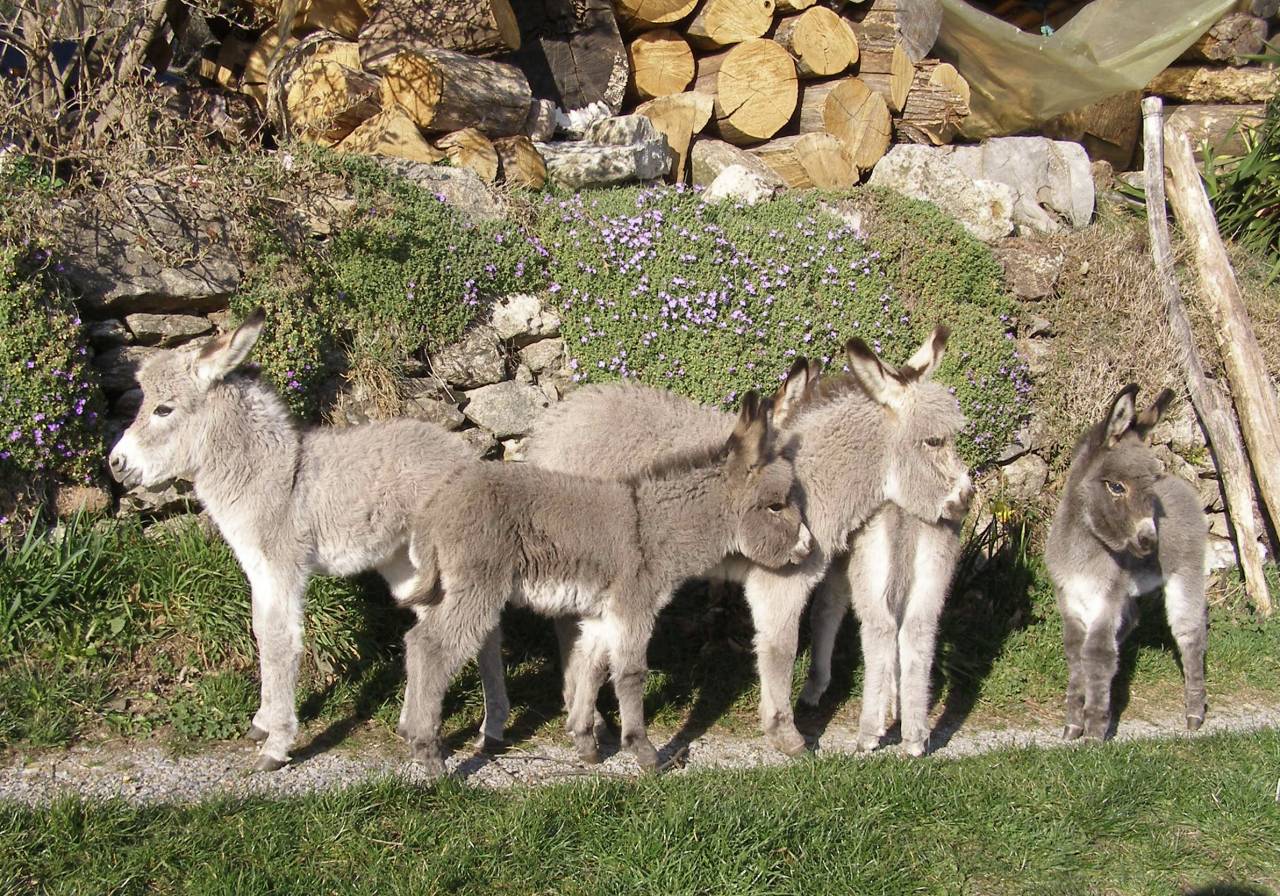 Asno Miniature In vendita 2023 Grigio