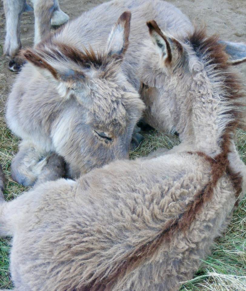 Asno Miniature In vendita 2023 Grigio