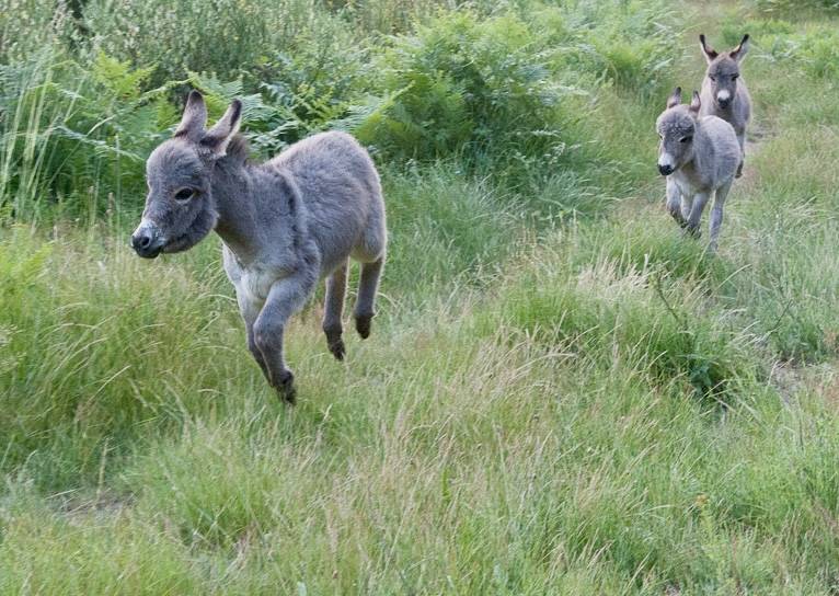 Asno Miniature In vendita 2023 Grigio