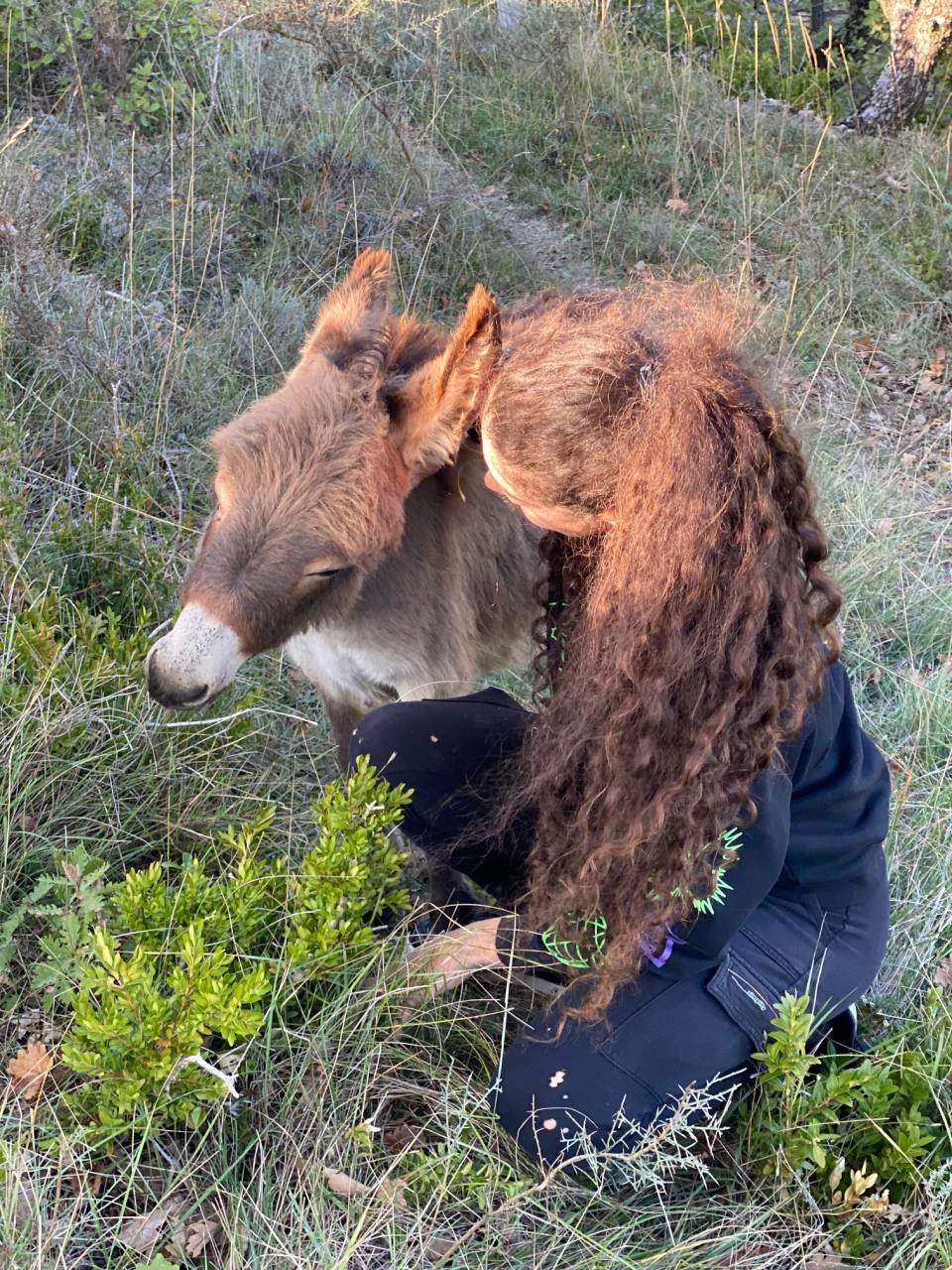 Asno Miniature In vendita 2023 Grigio