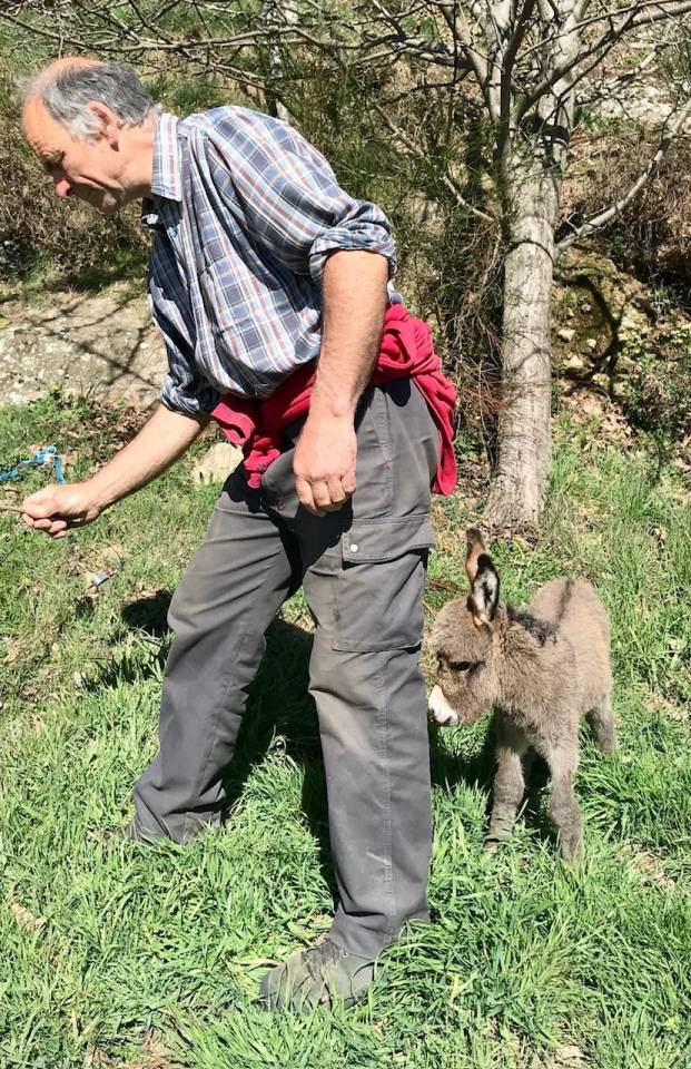 Asno Miniature In vendita 2023 Grigio