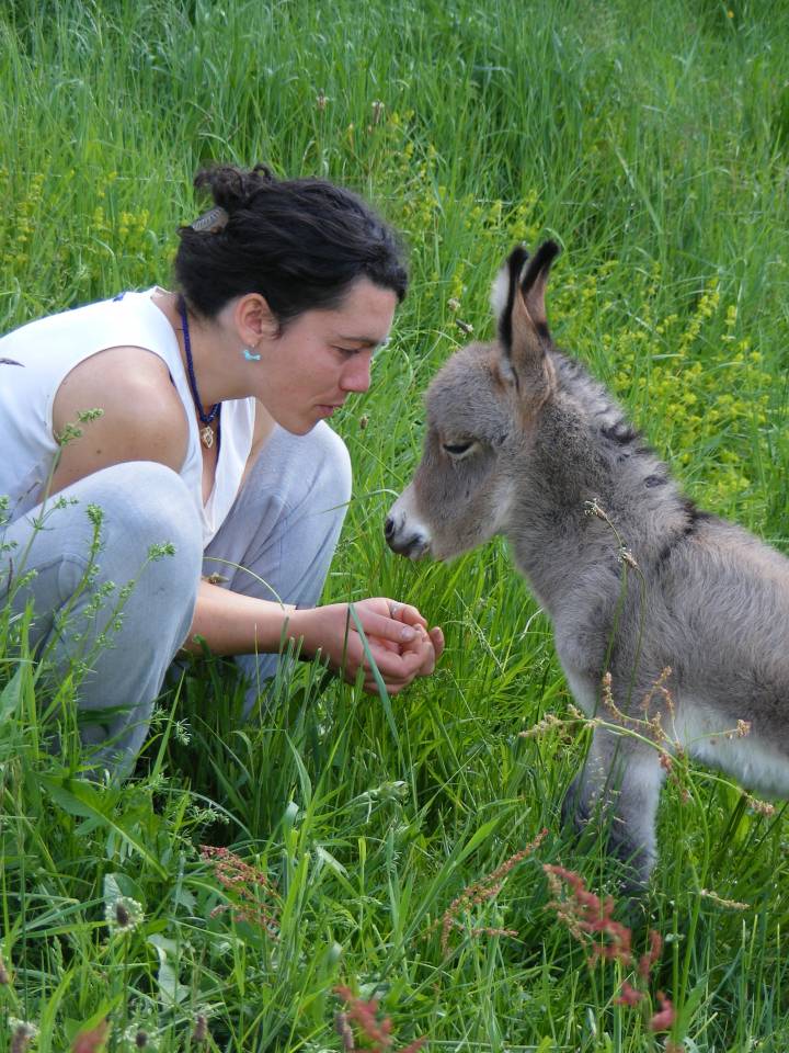 Asno Miniature In vendita 2025 Grigio