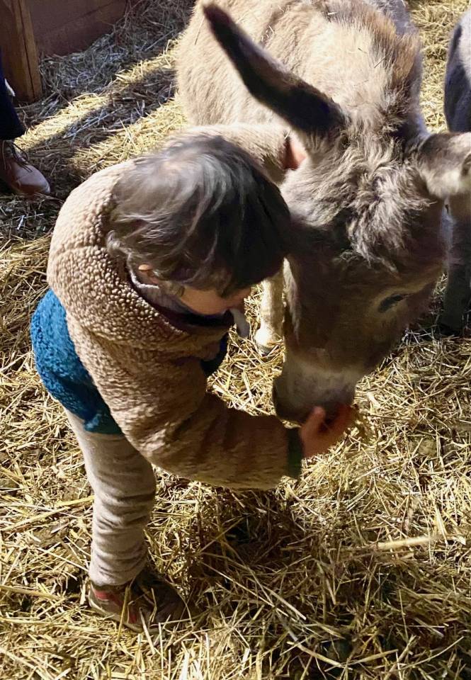 Asno Miniature In vendita 2025 Grigio