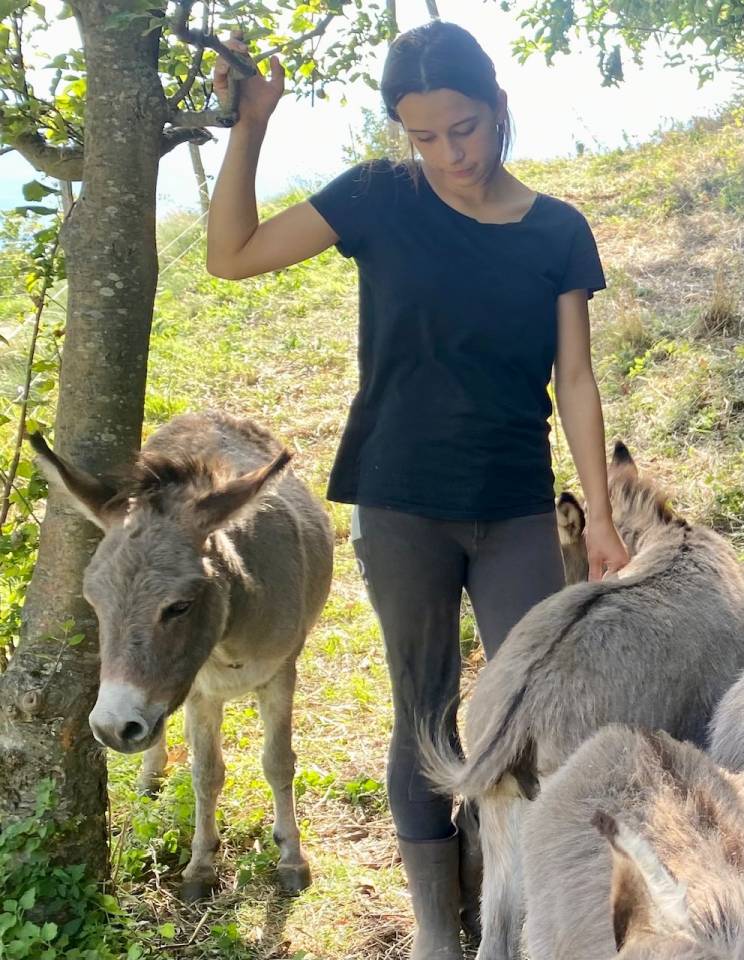 Asno Miniature In vendita 2025 Grigio