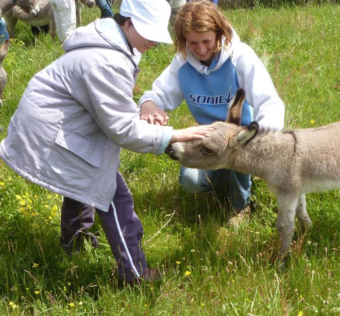 Asno Miniature In vendita 2025 Grigio