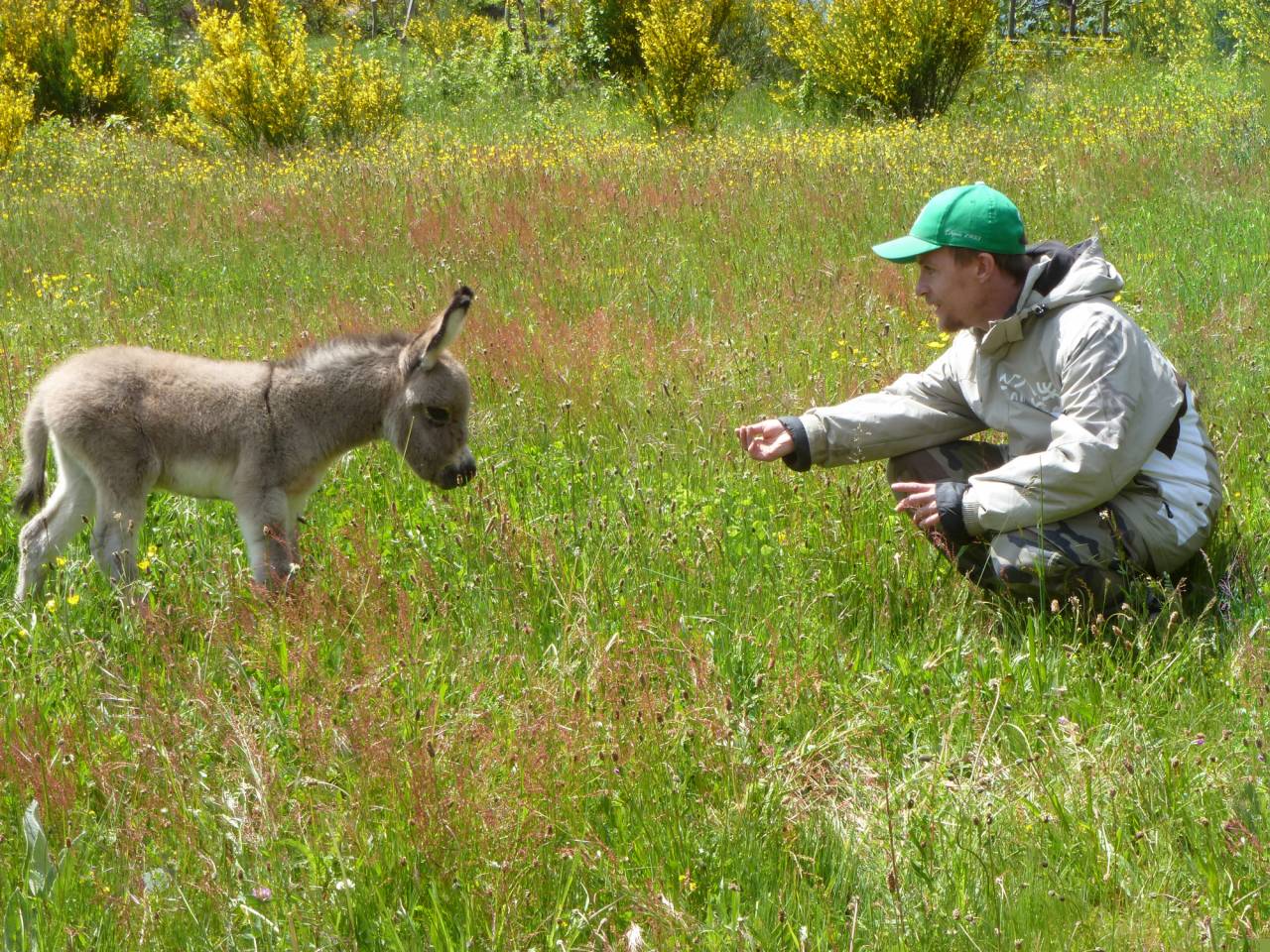 Asno Miniature In vendita 2025 Grigio