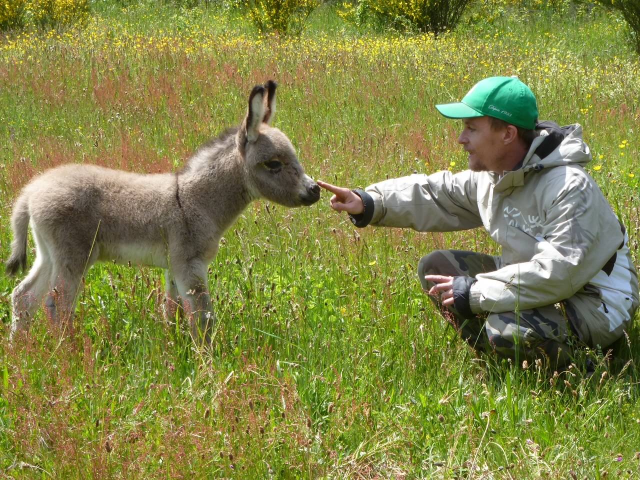 Asno Miniature In vendita 2025 Grigio