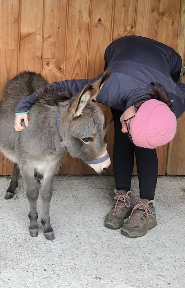 Asno Miniature In vendita 2025 Grigio