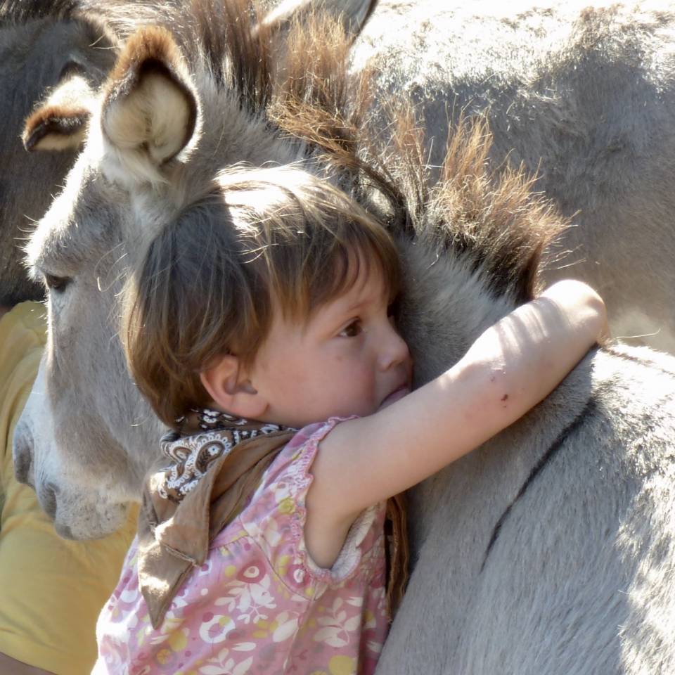 Asno Miniature In vendita 2025 Grigio