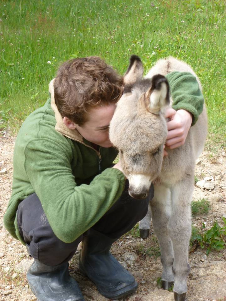 Asno Miniature In vendita 2025 Grigio