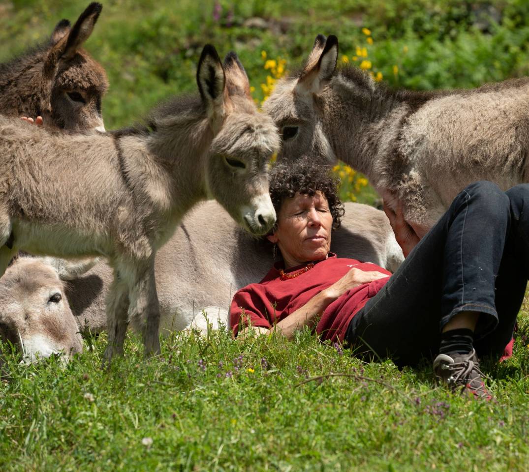 Asno Miniature In vendita 2025 Grigio