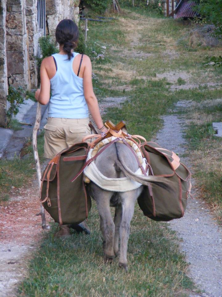 Asno Miniature In vendita 2025 Grigio