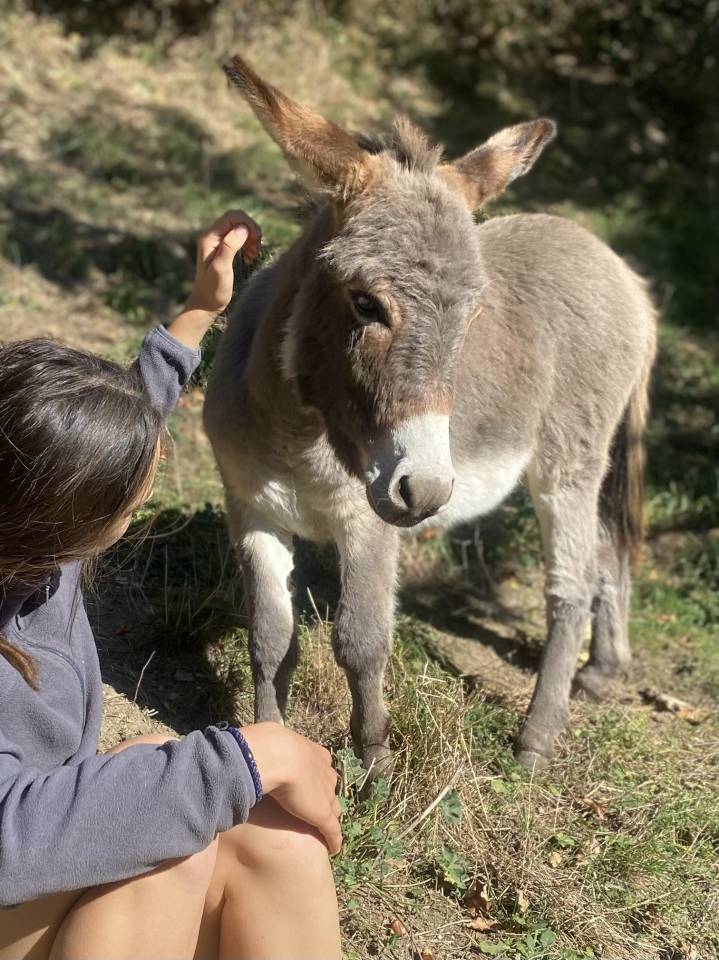 Asno Miniature In vendita 2025 Grigio