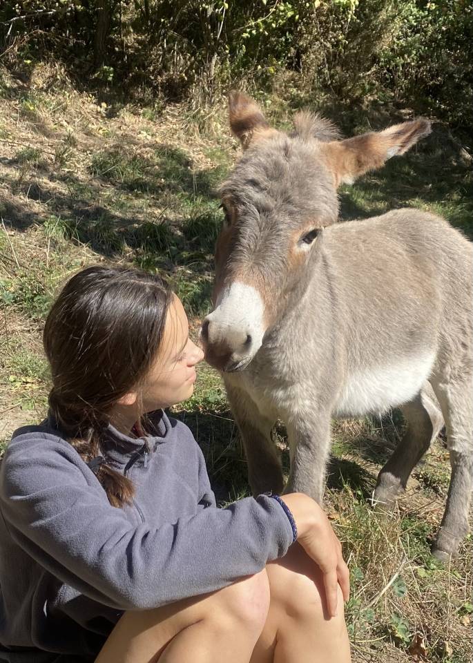 Asno Miniature In vendita 2025 Grigio