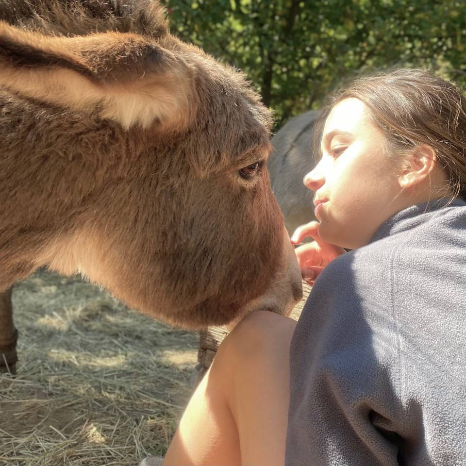 Asno Miniature In vendita 2025 Grigio