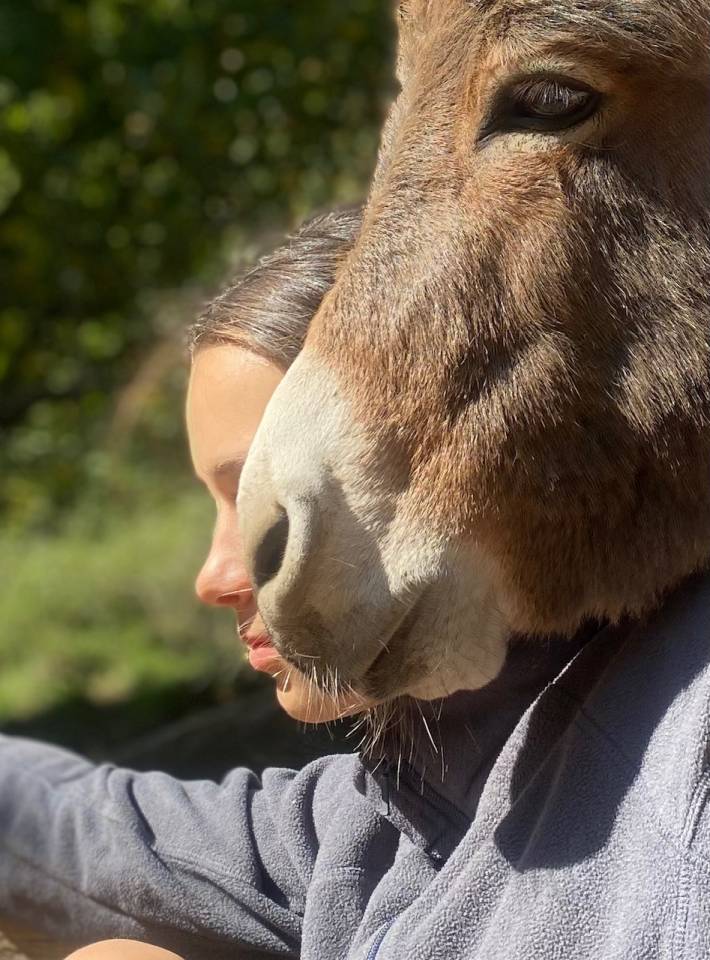 Asno Miniature In vendita 2025 Grigio