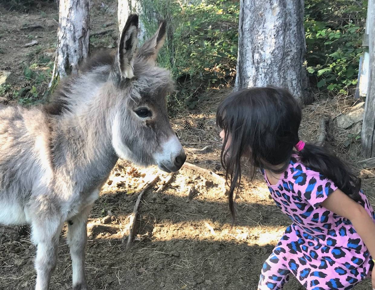 Asno Miniature In vendita 2025 Grigio