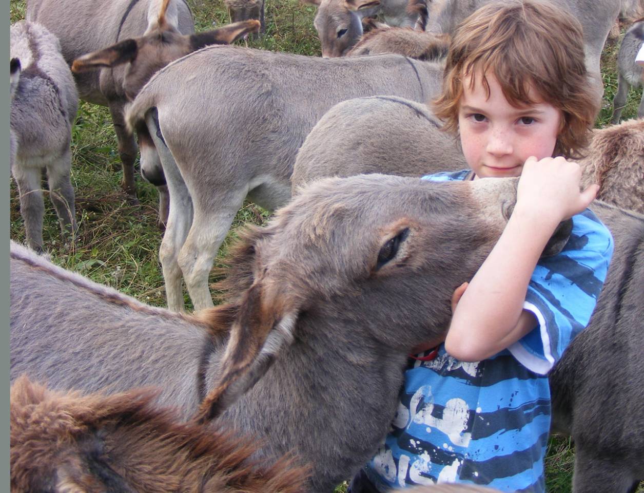 Asno Miniature In vendita 2025 Grigio