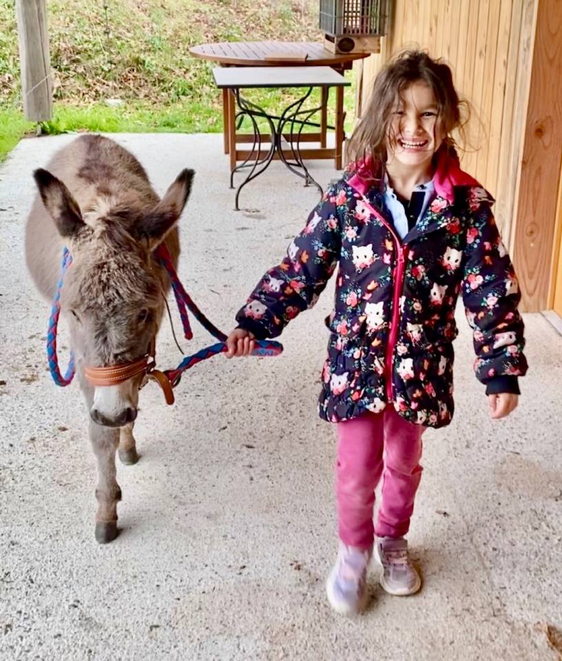 Asno Miniature In vendita 2025 Grigio