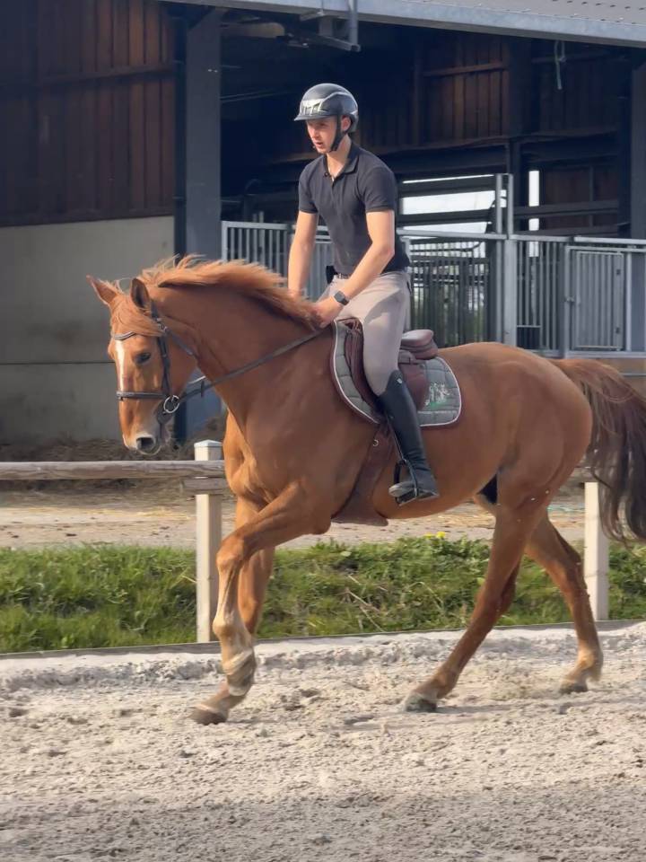 Castrone sBs Cavallo da Sport Belgio In vendita 2018 Sauro ,  Gauguin de bellerose