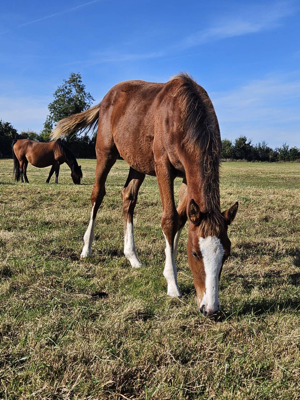 Puledra Sella Francese In vendita 2025 Baio ,  Kilimandjaro Semilly
