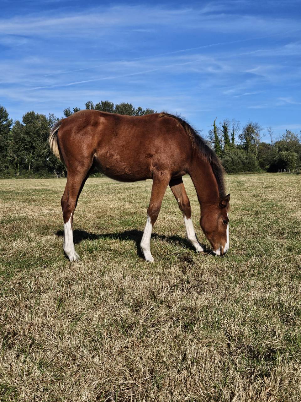 Puledra Sella Francese In vendita 2025 Baio ,  Kilimandjaro Semilly