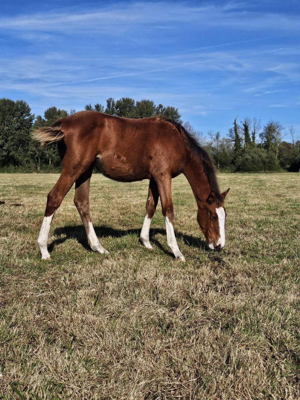 Puledra Sella Francese In vendita 2025 Baio ,  Kilimandjaro Semilly