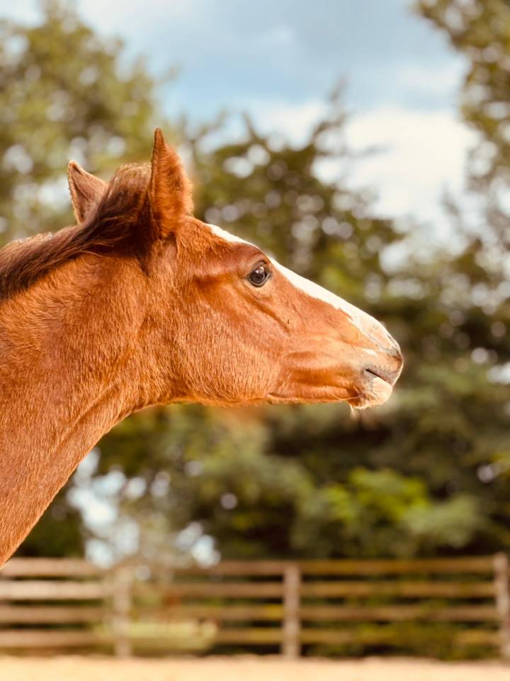 Puledra Sella Francese In vendita 2025 Baio ,  Kilimandjaro Semilly